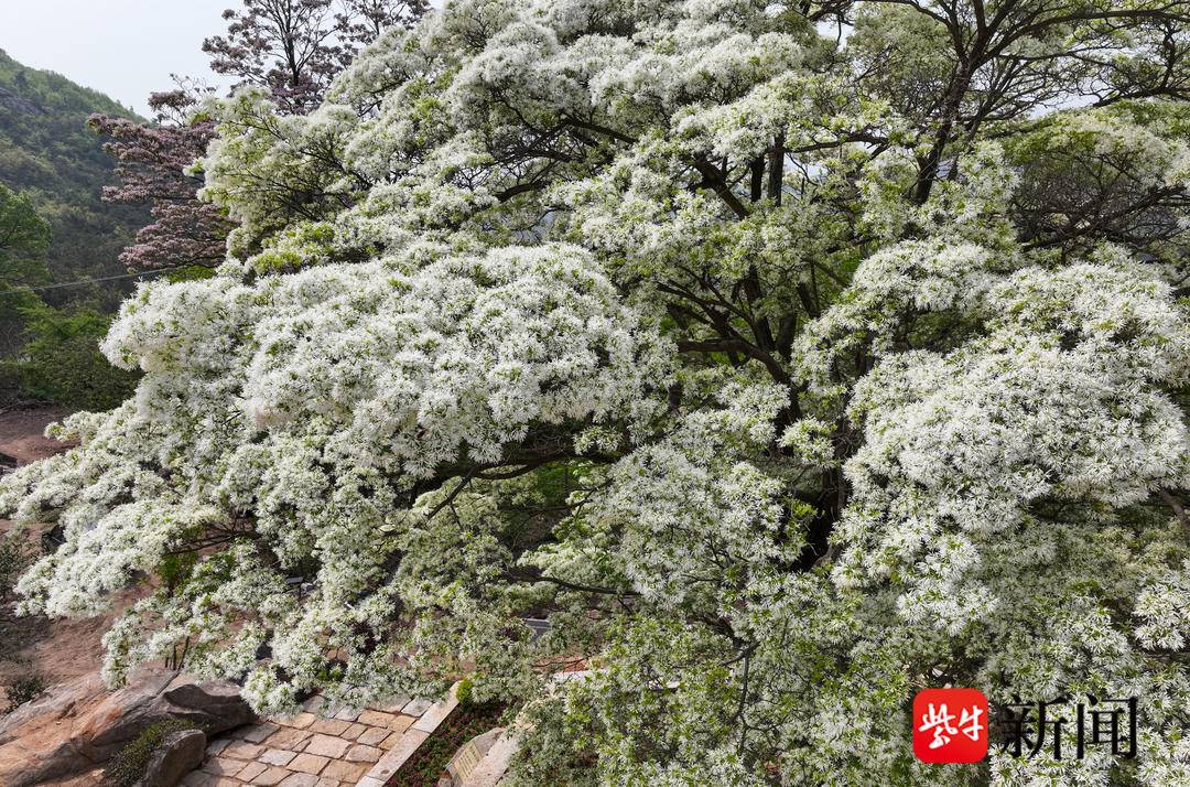 「視頻」連雲港孔雀溝1165歲雌雄同體糯米花盛放迎客