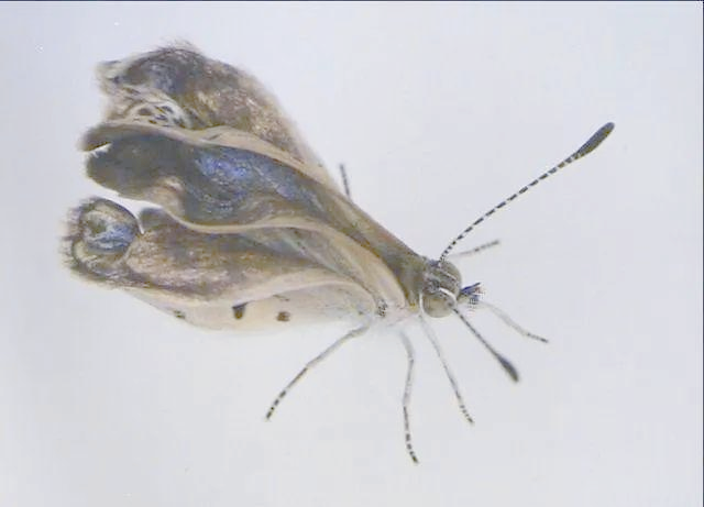 日本福岛核泄漏后的变异动植物现象