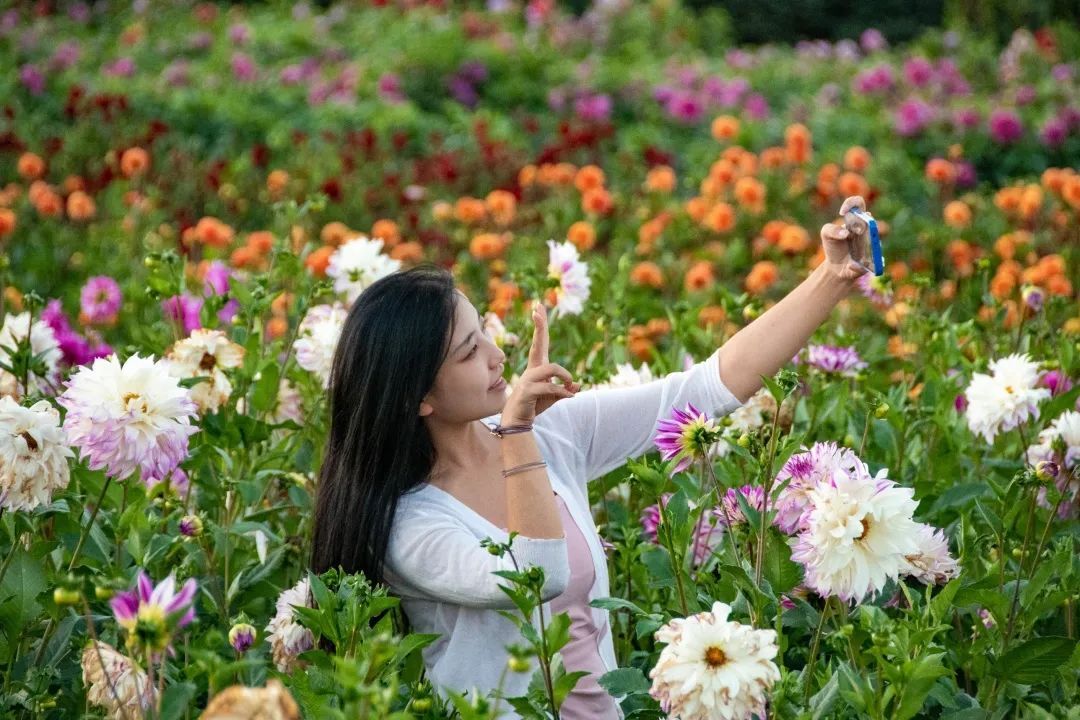 神仙顏值臨洮大麗花海來啦!一起打卡秋日最美的浪漫