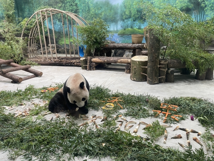 杭州动物园大熊猫馆正式开馆,"春生""香果"状态如何?