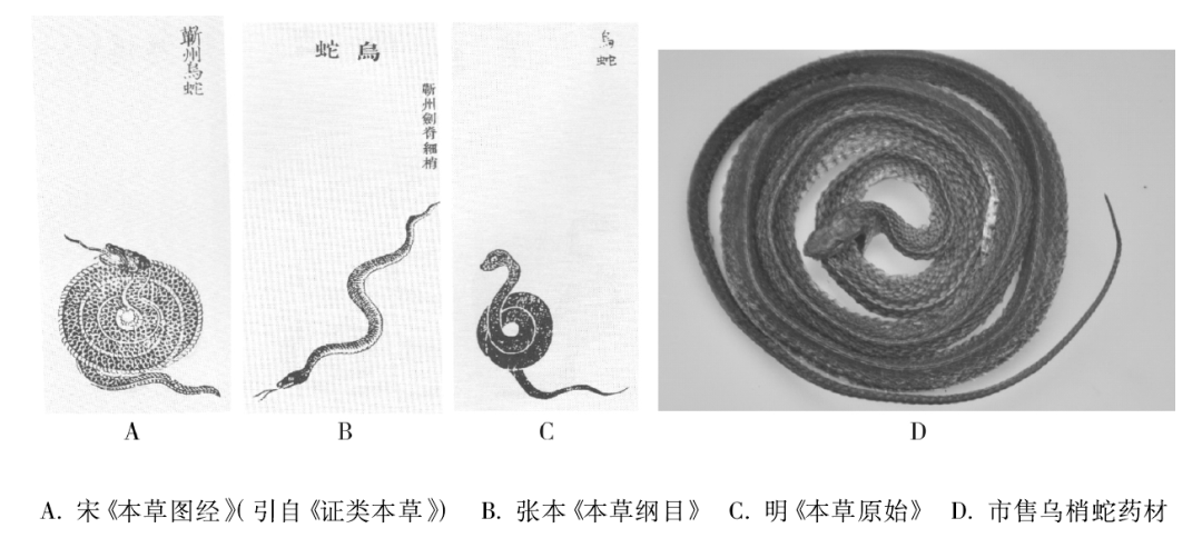 莽山烙铁头剧毒但龟缩在莽山,无毒的乌梢蛇却随处可见,为什么?