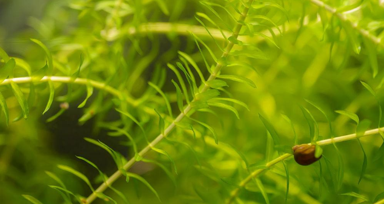 伊乐藻几月份种植