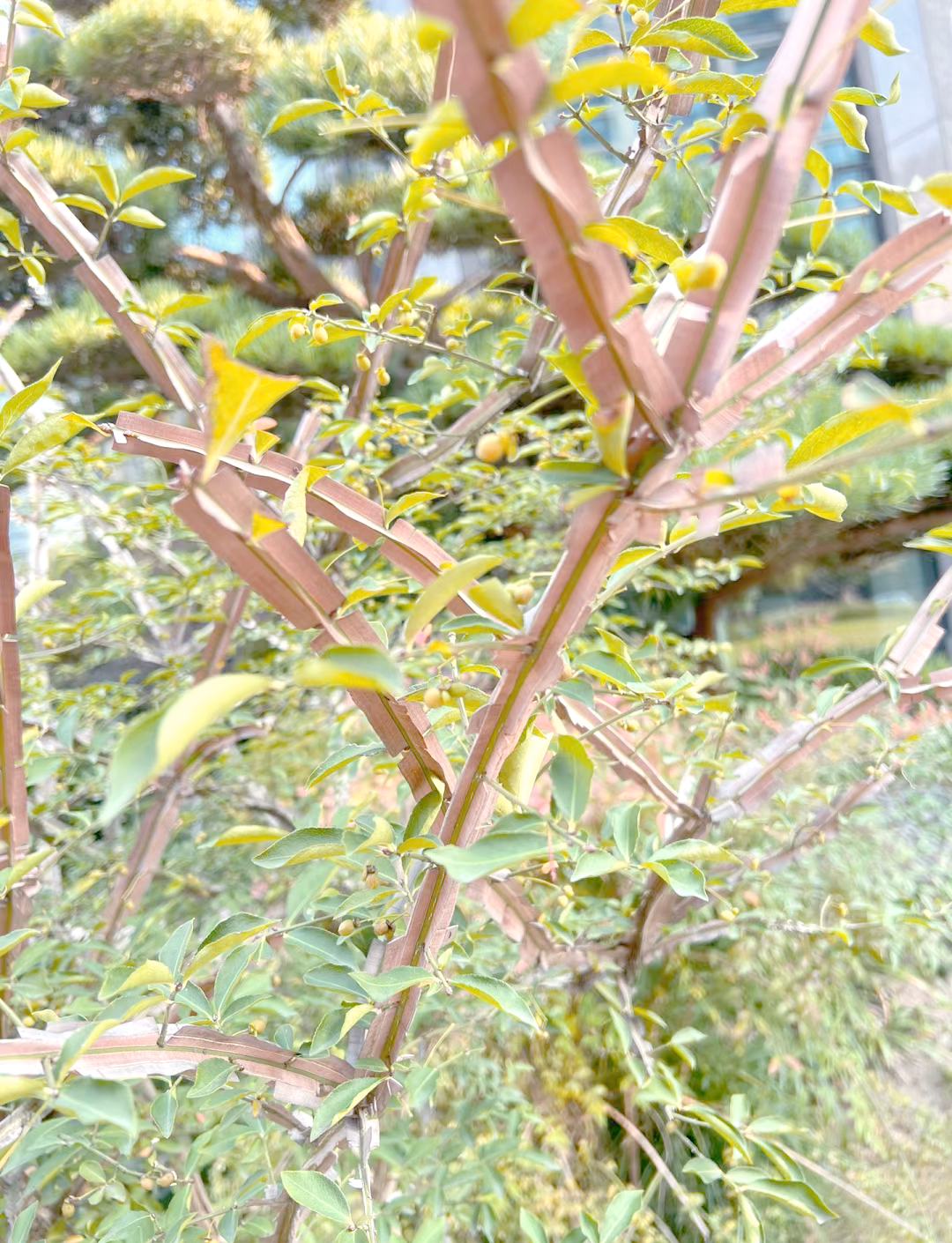 这种植物茎干上生长的直羽,犹如箭羽和矛刃般的自卫形态,为其赢得了这