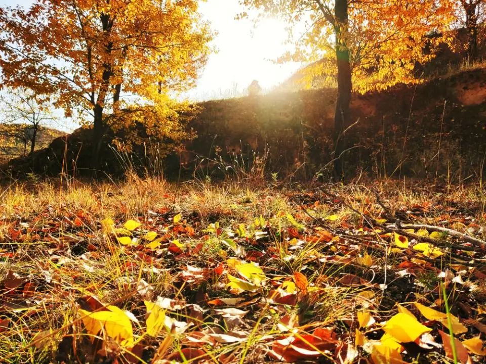 崇信人:你有一份晚秋限定包裹 请查收!