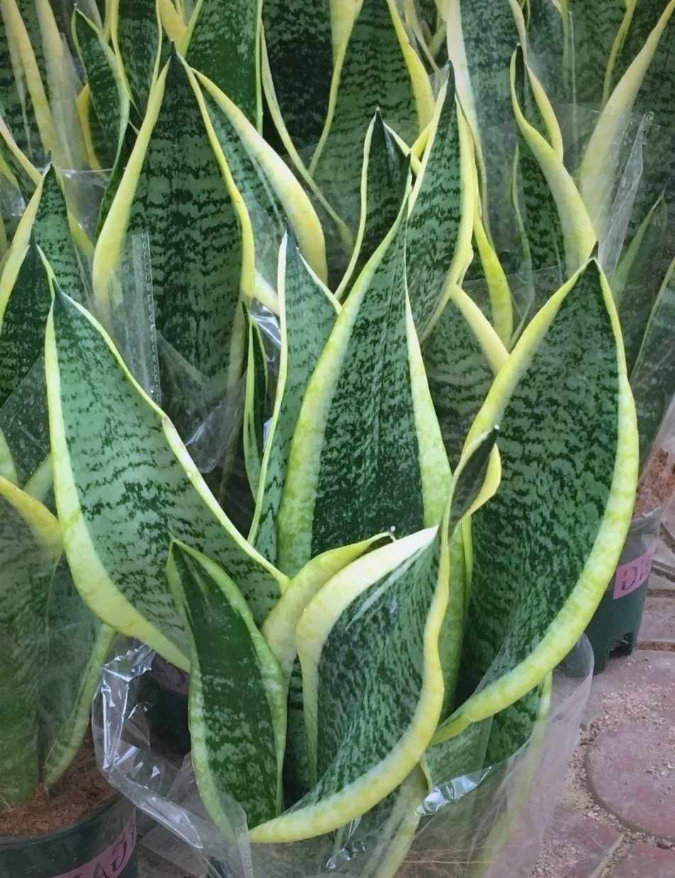 虎尾兰:室内装饰与空气净化的完美结合