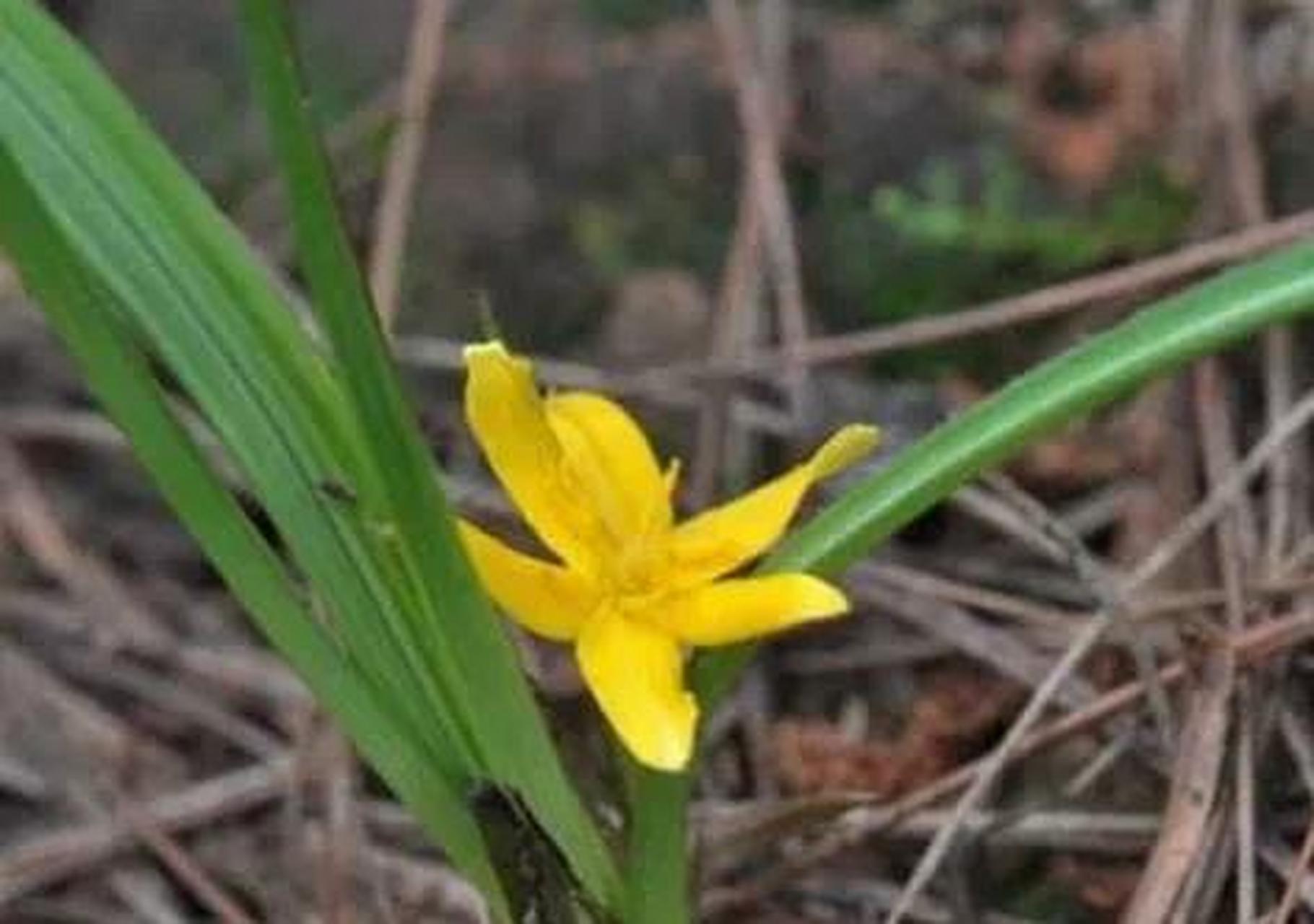 导语:老一辈人叫它"壮阳草",村里好多人都在找,如今越来越珍贵 在农村