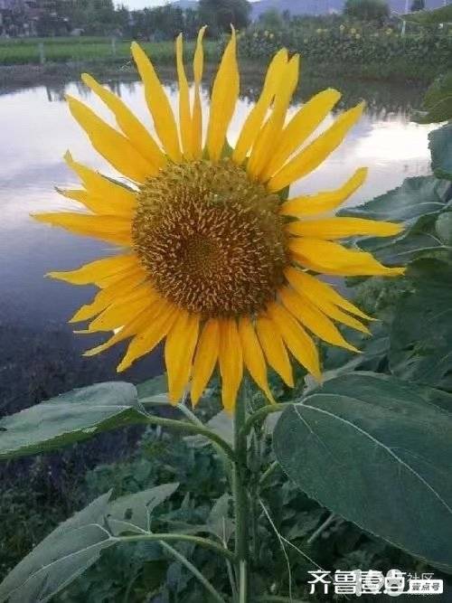 三道杠.东岳之友