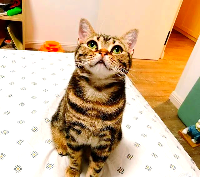 美国短毛猫的多样颜色:不止银色虎斑,还有这些你或许还未见过的毛色