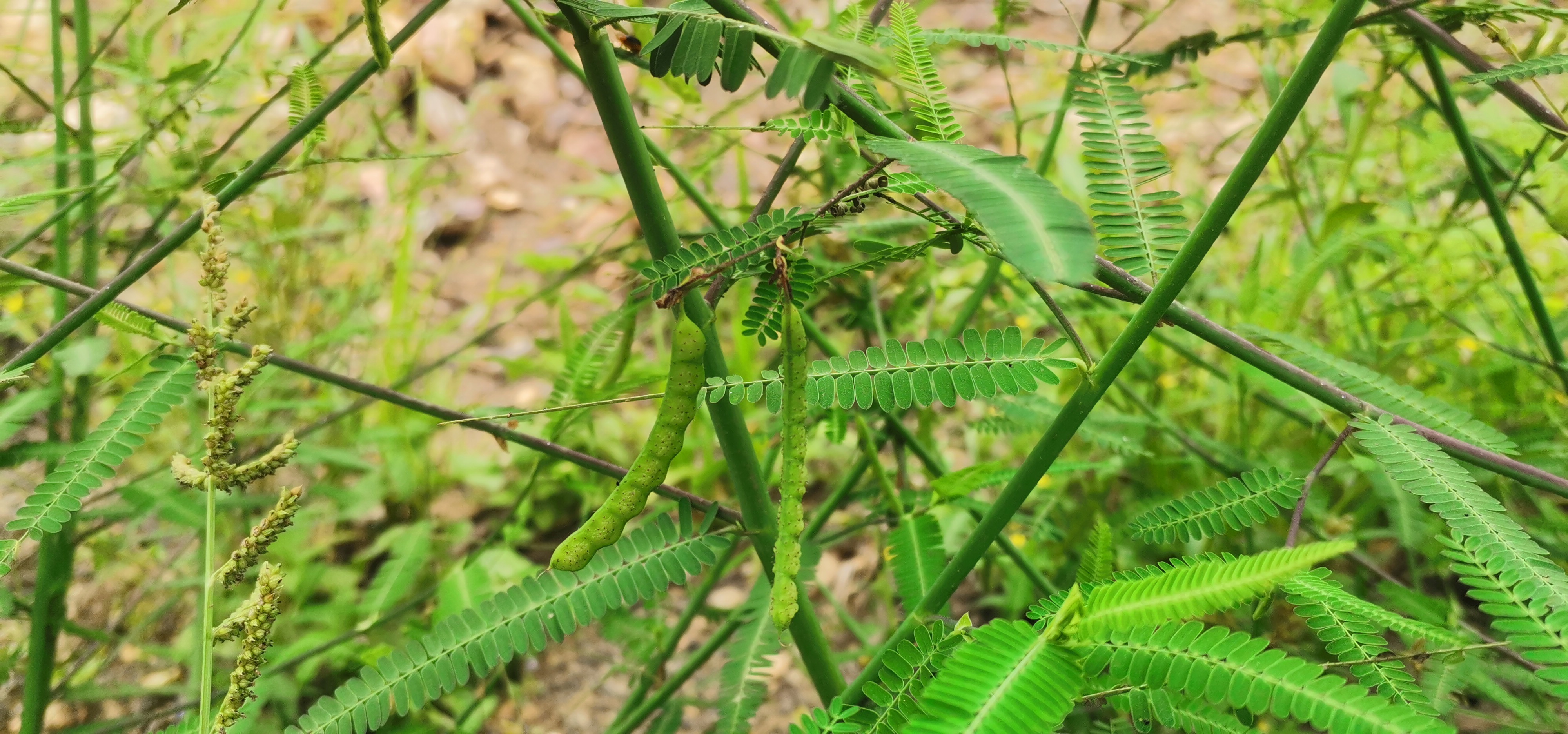 合萌以全草或梗,根入药,也叫梗通草