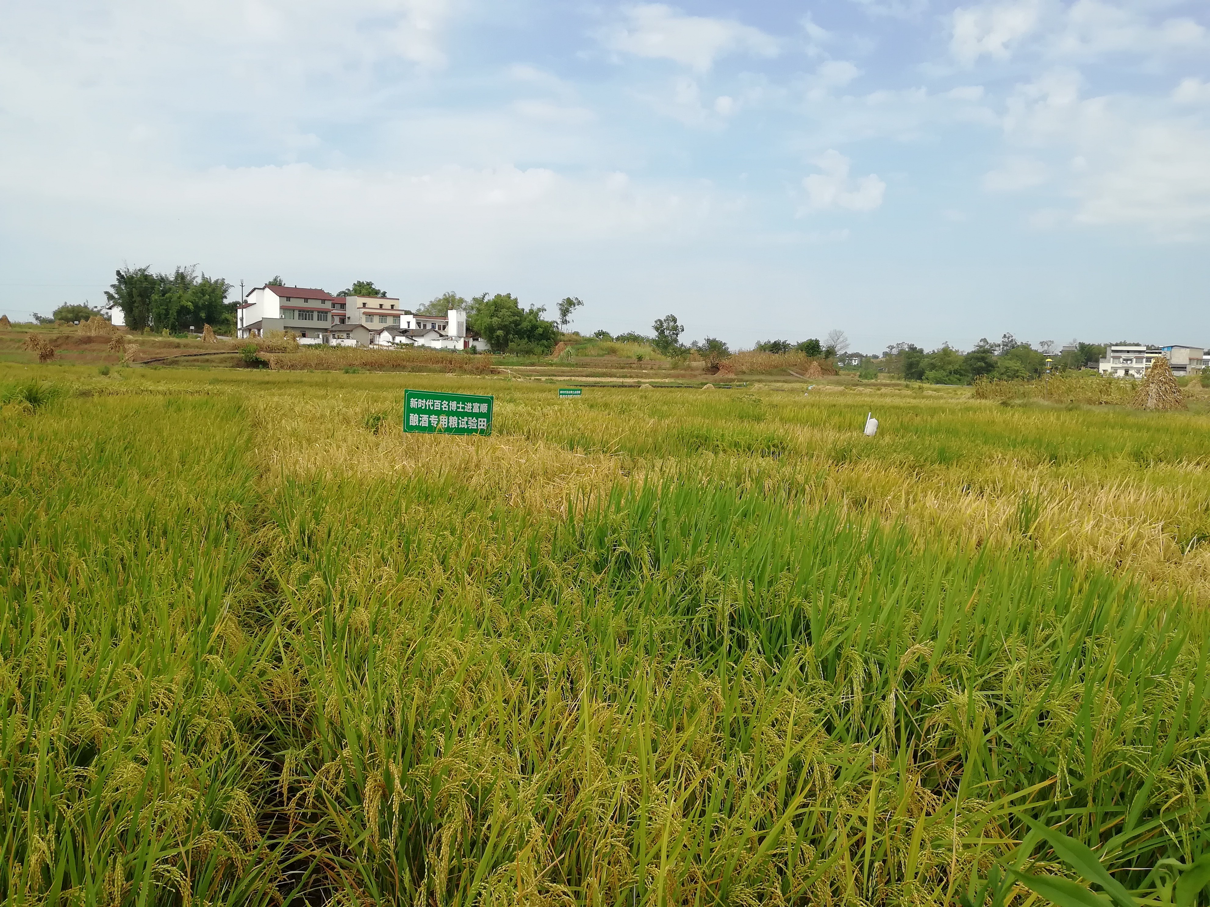 自贡市富顺县代寺镇:博士下田间 助力优质稻