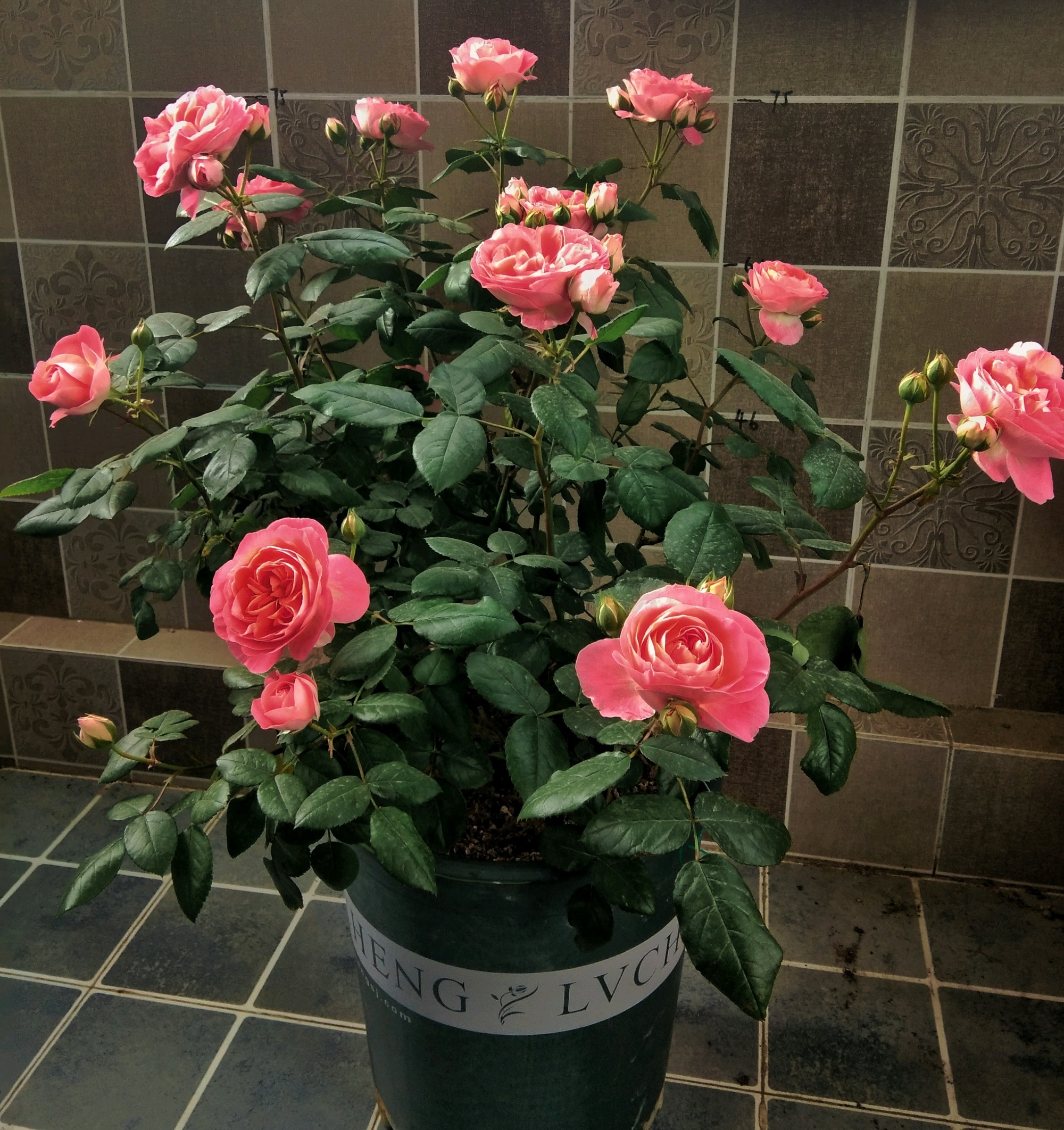 阳台养月季,就选"诺娃,植株低矮,多季花开,赏花又闻香