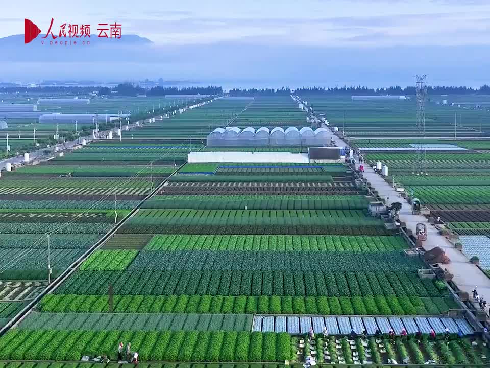 玉溪通海蔬菜图片