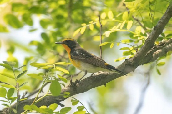 来看沪上鸟类的"多巴胺穿搭",令人赏心悦目