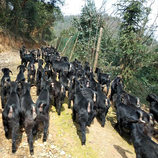 黑山羊,青干草料的储备方法与种类