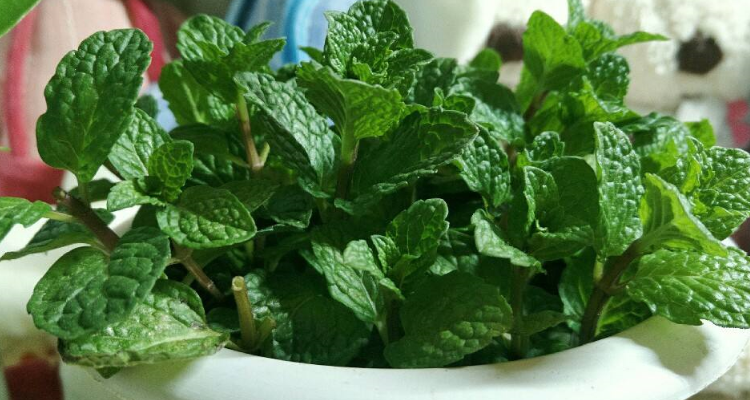 鱼香菜是不是薄荷