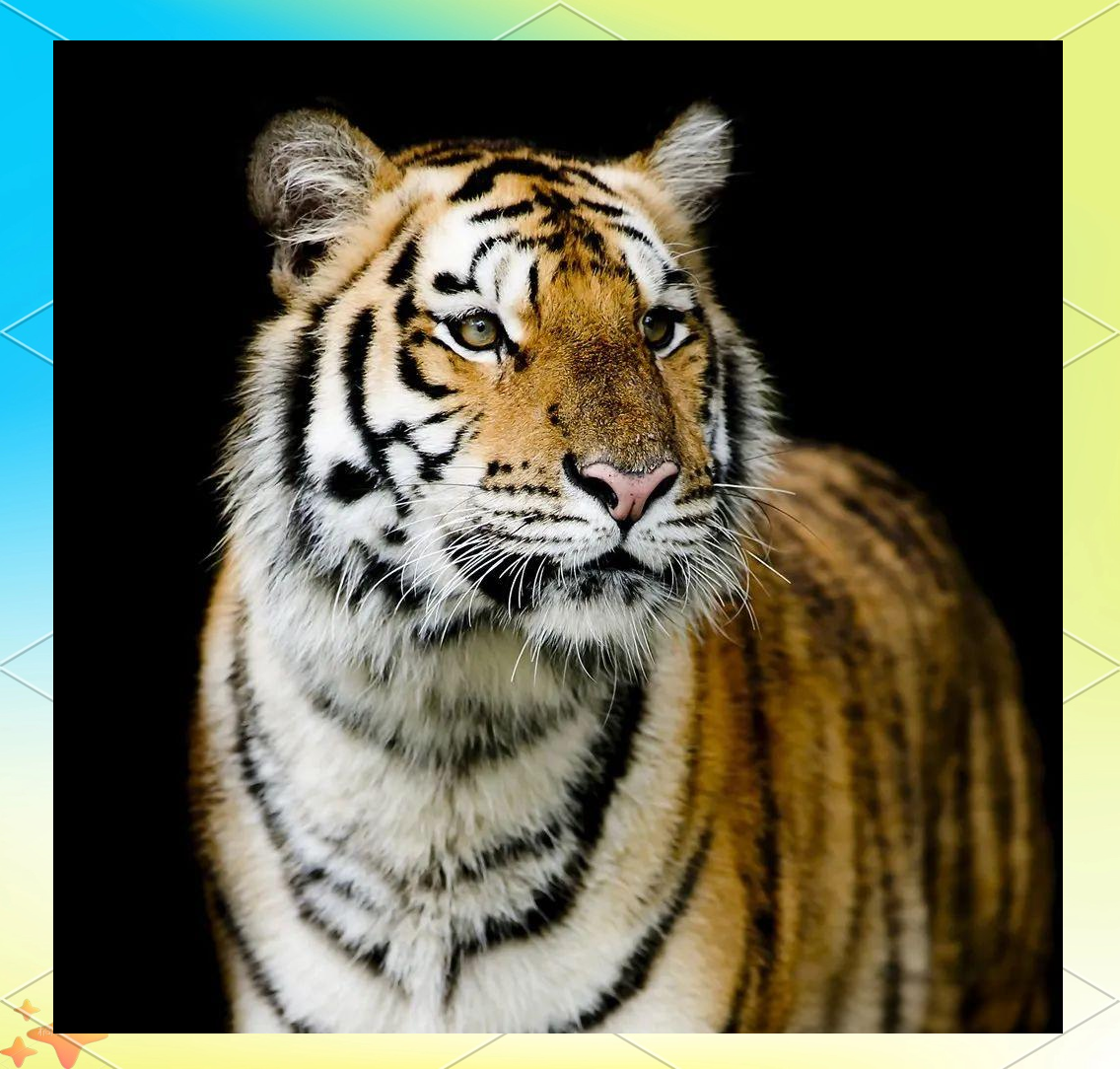 华南虎:中国特有的珍稀猫科动物及其保护现状