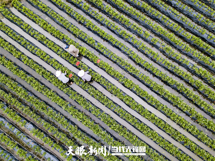 新发展理念的毕节实践|大方县委书记游劲松:奋发有为推进贯彻新发展