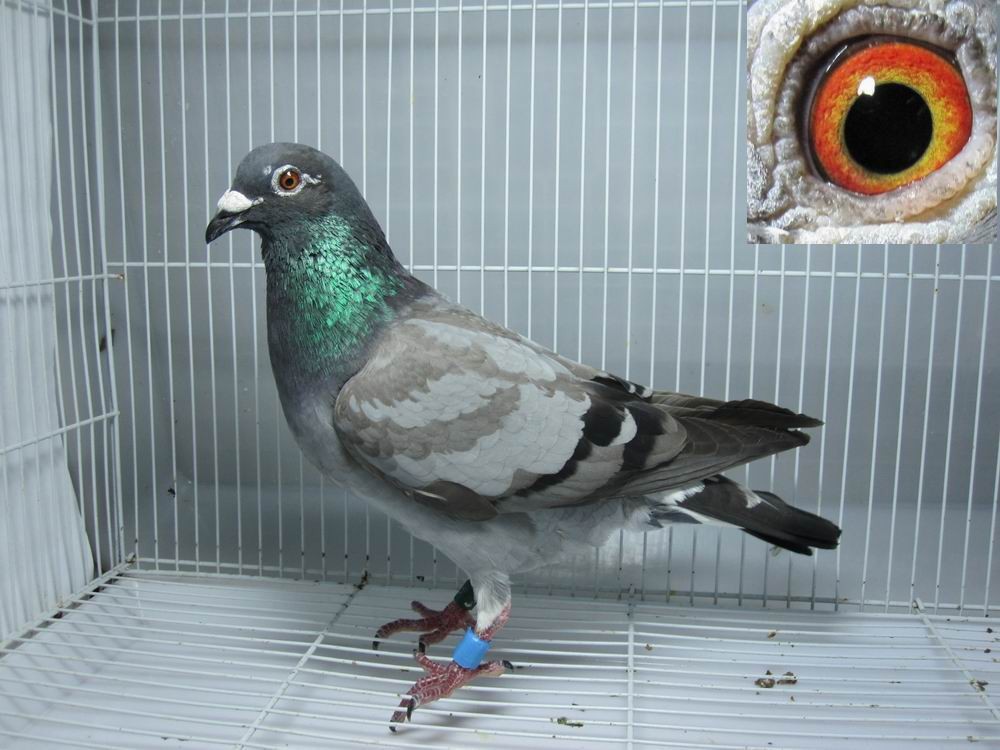 养鸽子的一些感悟