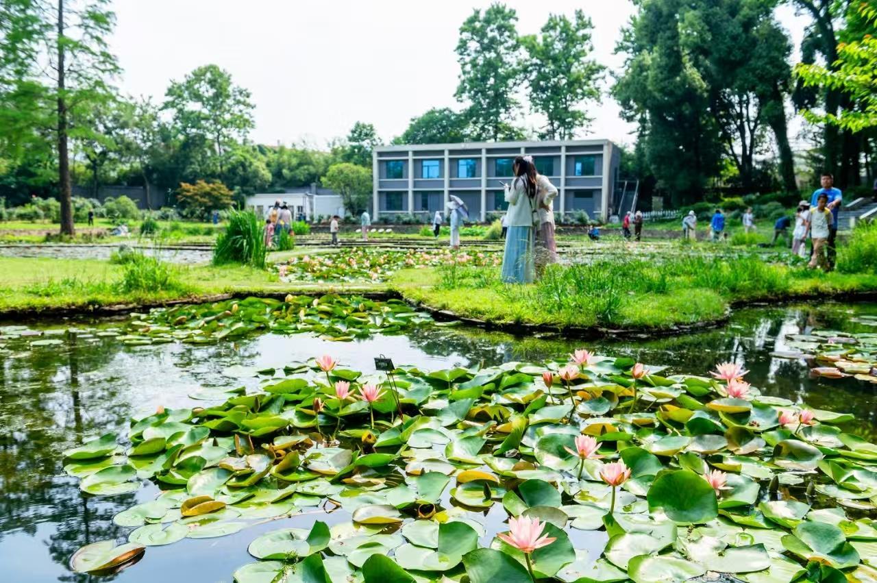 1、武汉植物园睡莲 周江涛摄.jpg