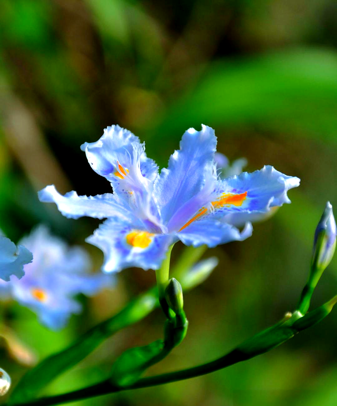 鸢尾花:多彩花型中的鸢尾之美