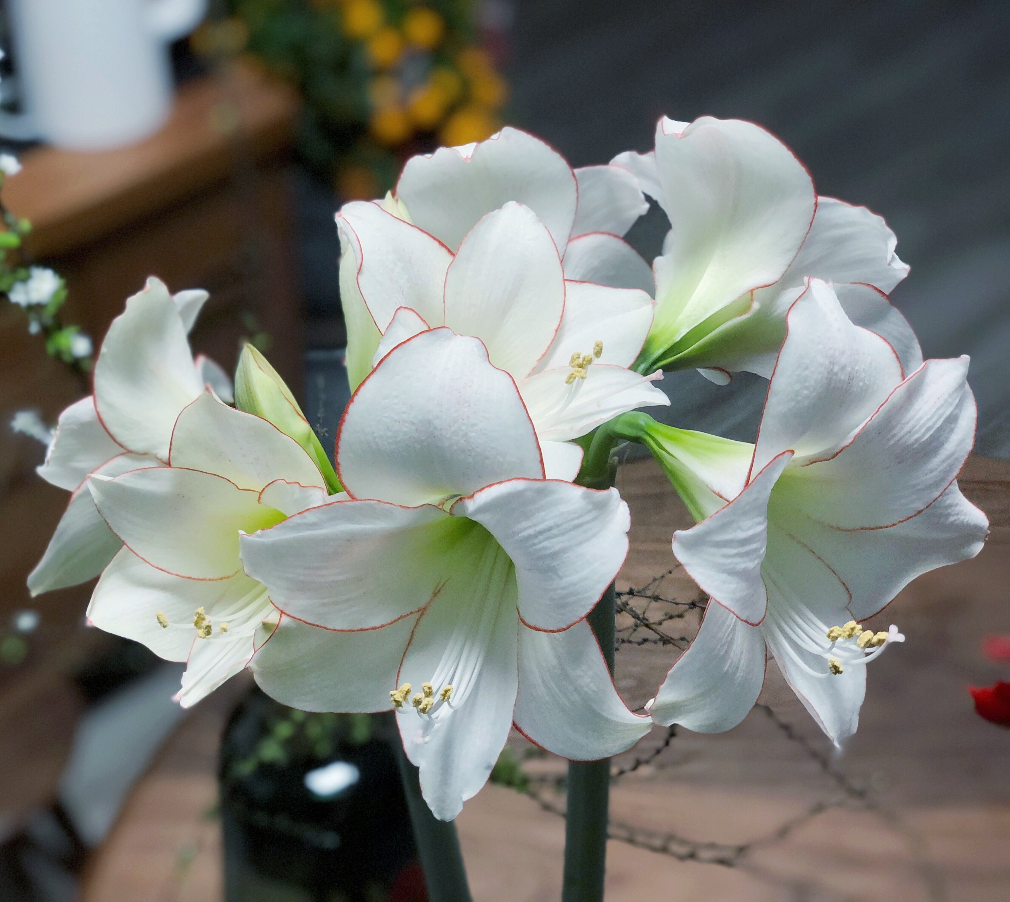 适合春天养的盆栽花—朱顶红"花边石竹",又美又仙,很值得拥有