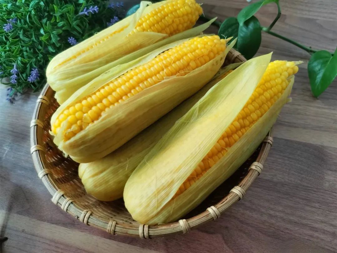 夜读|玉茭临齿梦生香