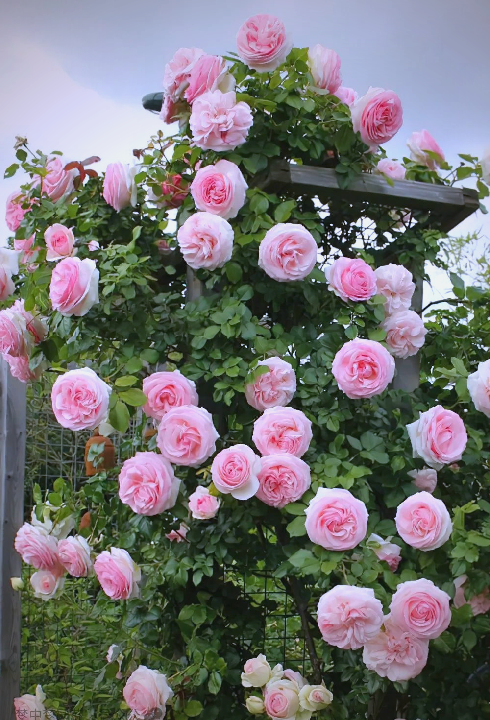 月季草莓山养护全攻略:打造繁花盛开的月季美景!