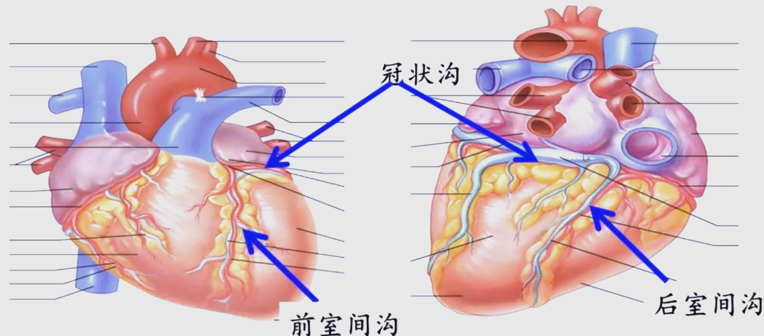 心脏解剖:了解心脏的外形与位置