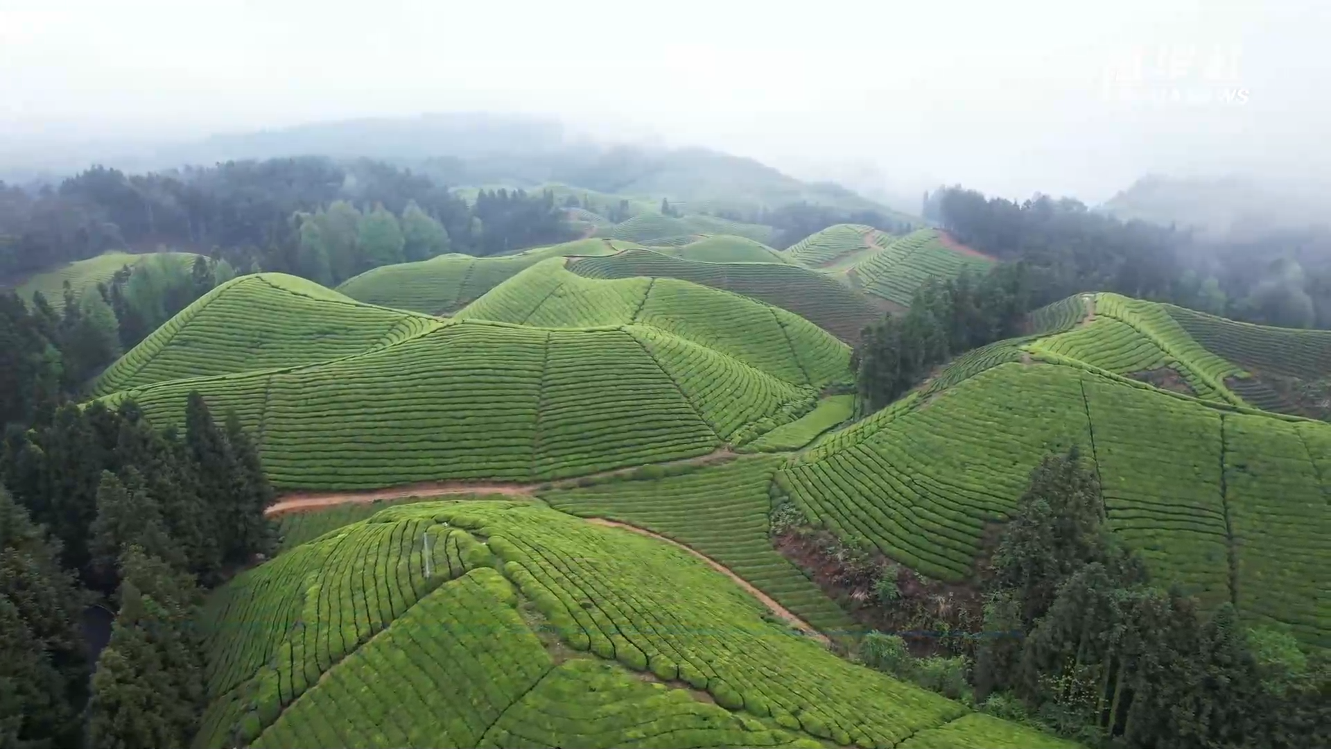 湖北恩施:茶园美如画 动人"春忙图"