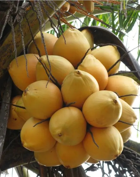 海南热带植物伽椰子