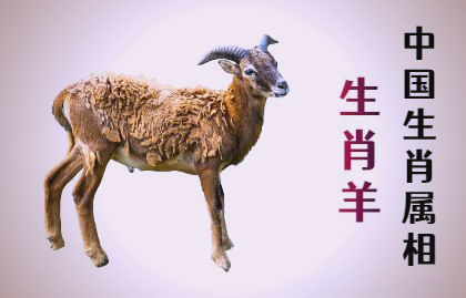 2024生肖羊运势(2024年属羊人运势)