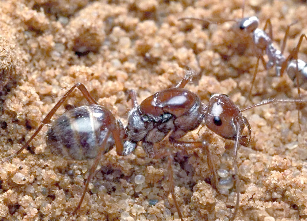 沙漠中的"速度之王":撒哈拉银蚁的惊人移动能力