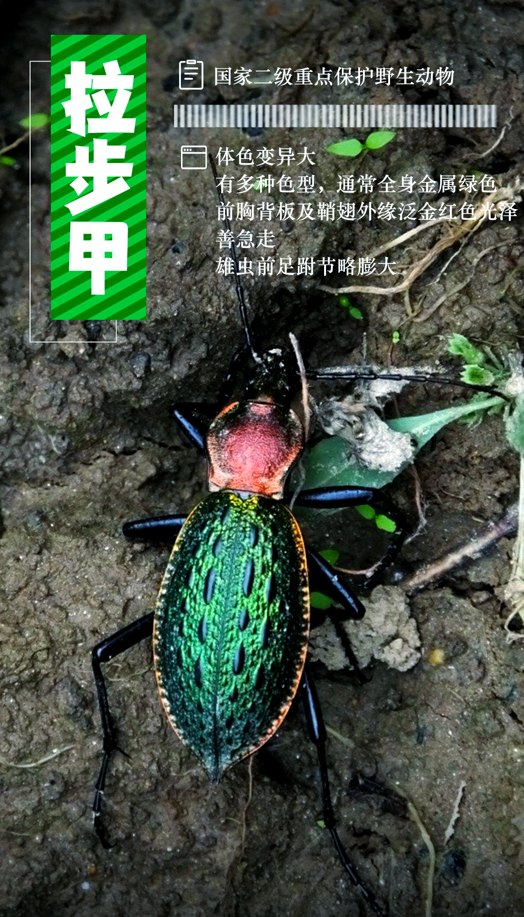 拉步甲:昆虫界的独特之星,探索其多彩故事