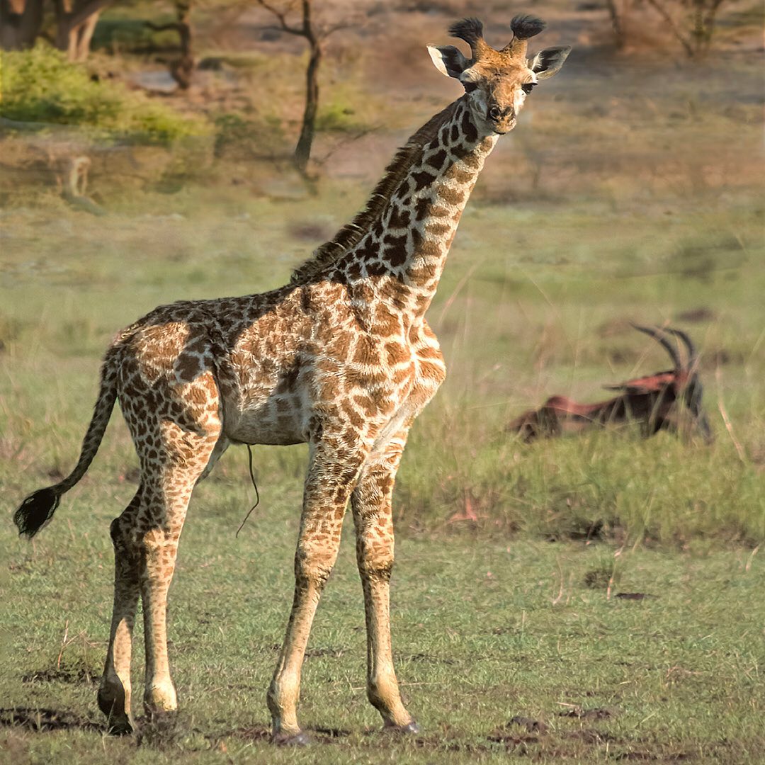 长颈鹿的真实图片国宝图片
