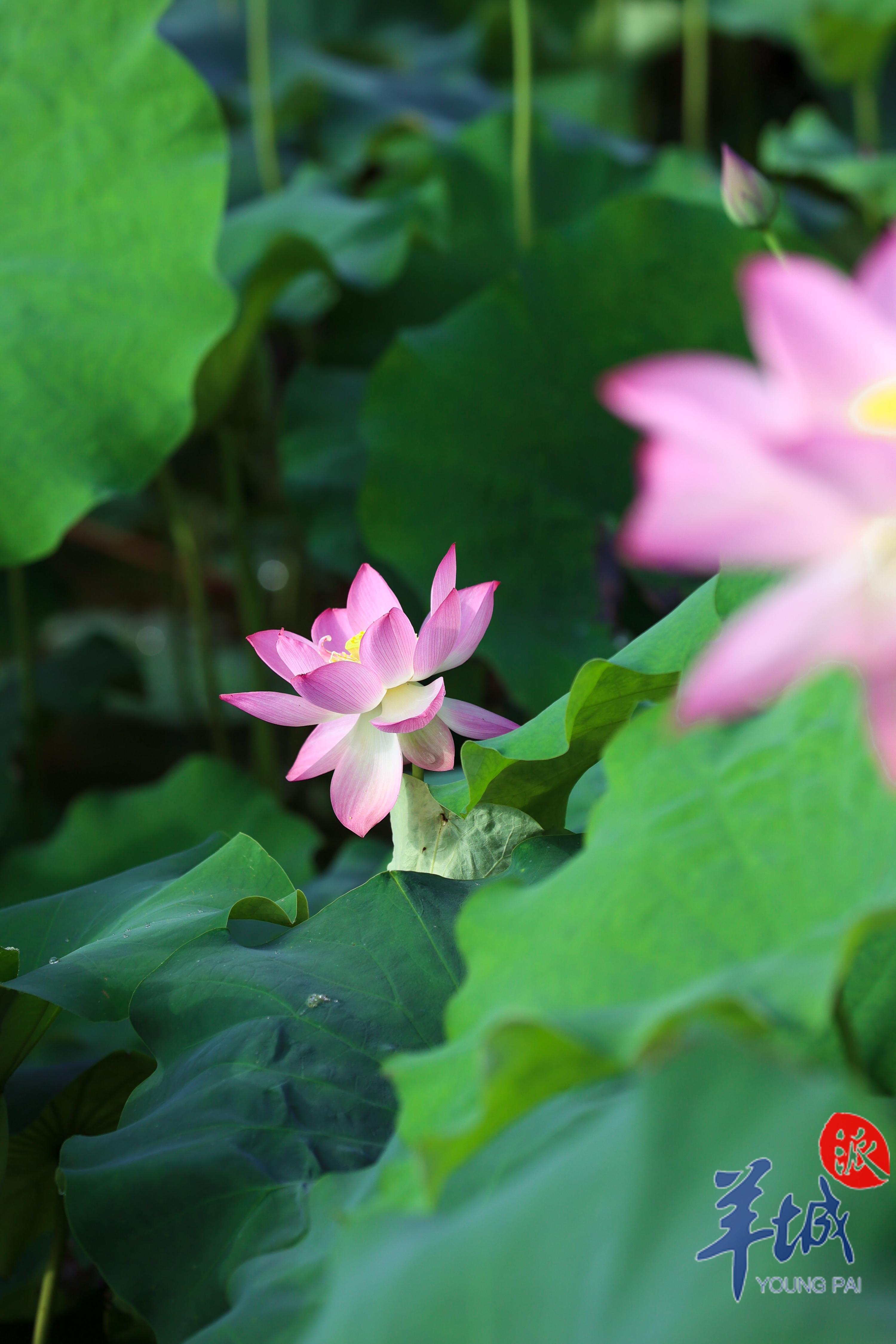 视频·大美岭南|清远连南:倏忽温风 步步生莲