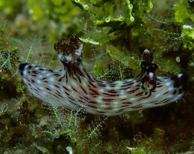 蟲形海兔,一組珍稀的海底生物照片