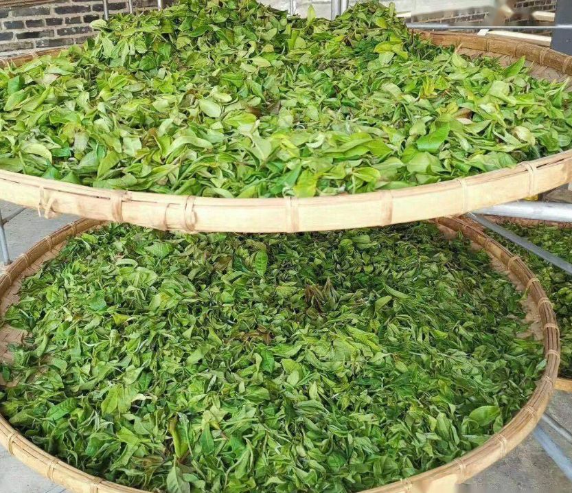 2201大益普洱茶龙印:品质保证,文化内涵,一起来探索!