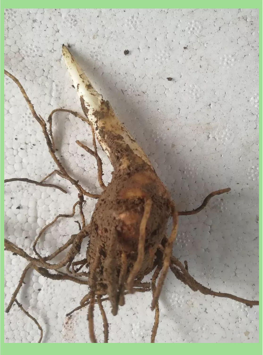 重楼种植指南:从苗到收的技术全解析