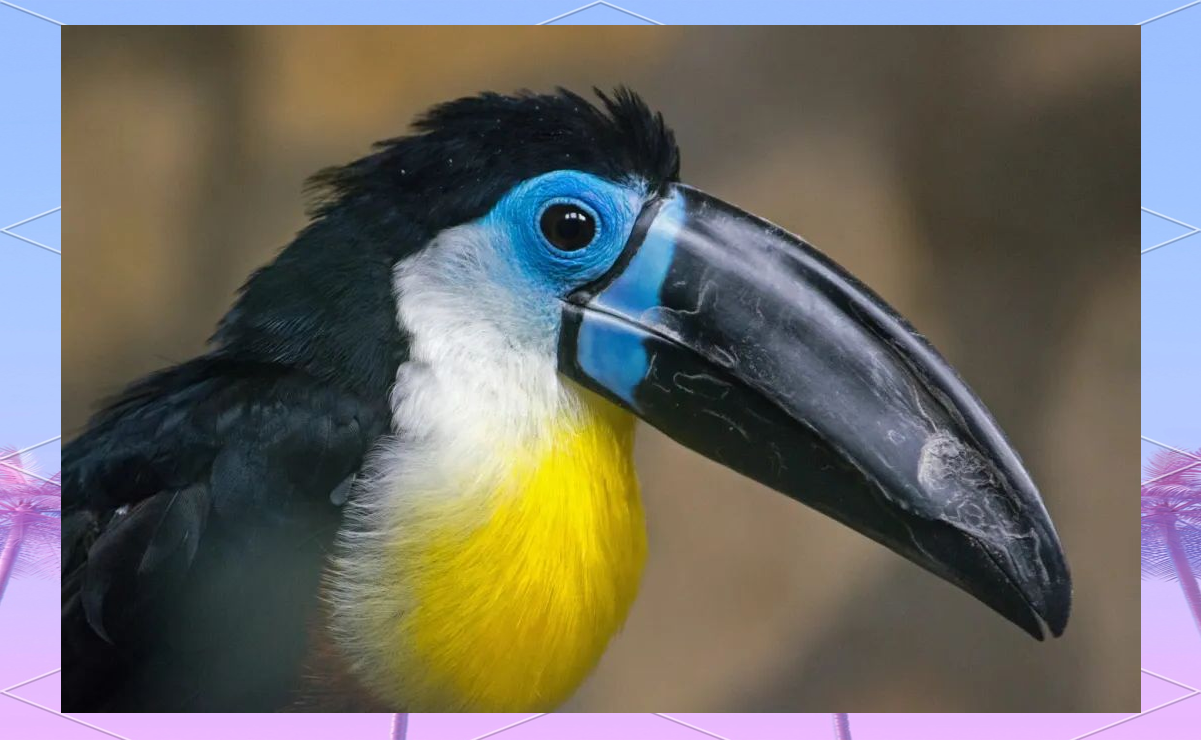 世界上嘴巴巨大的鸟类