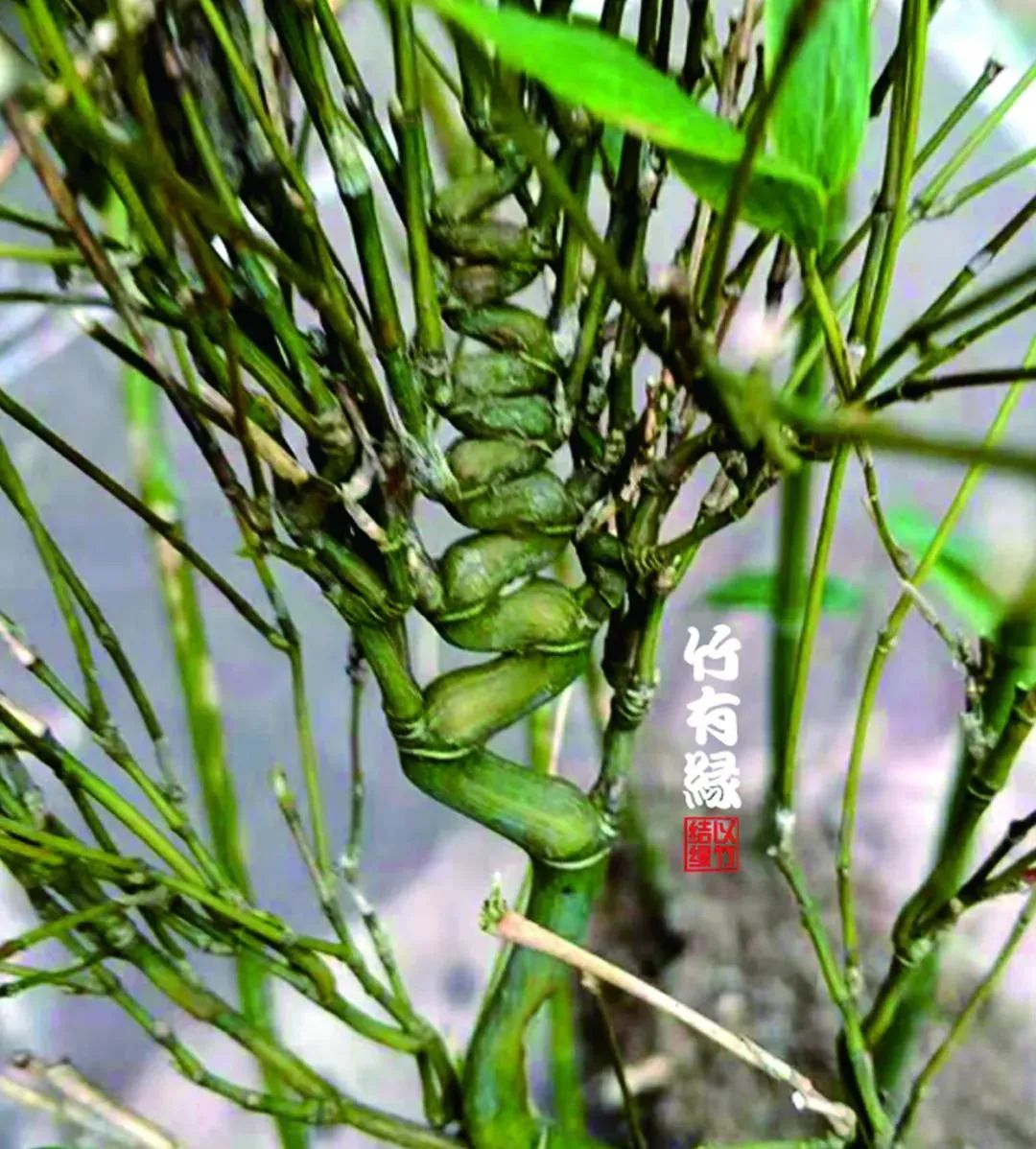 竹木牙角,竹在先——龙头竹