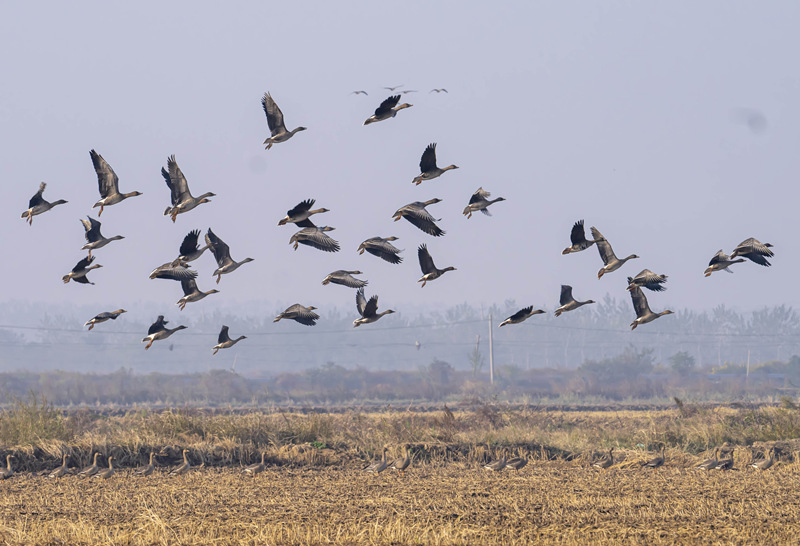 新春走基层|岳阳东古湖:百鸟啾啾闹新春