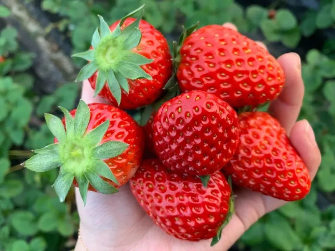 150元一斤的草莓长啥样市消保委现代农业办带你看看哪款草莓稳坐c位