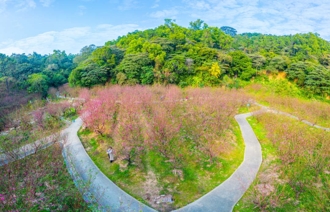 实拍!白水带桃花园的桃花开了,等你来赏!