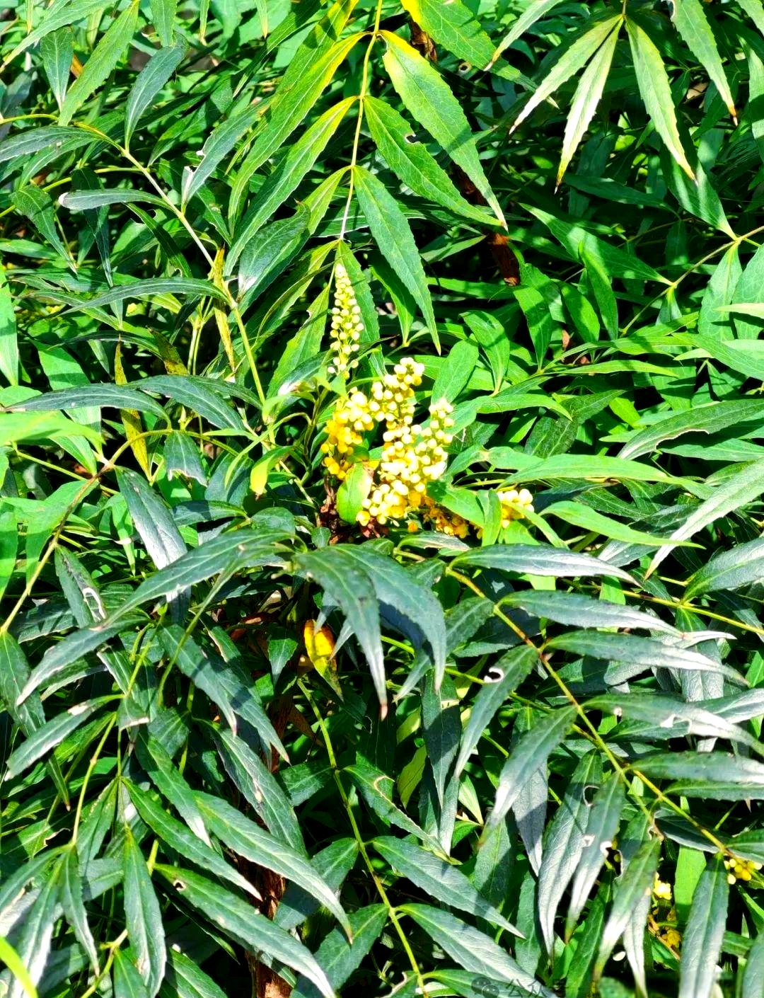 植物科普:全面了解多种"十大功劳"的独特魅力