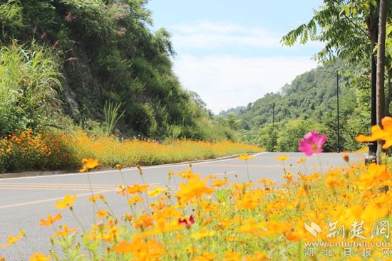 鄂城区汀祖镇:鲜花"路"放 点缀和美乡村