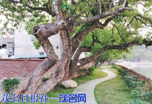 信宜市大成镇大成村:扮靓河边老树好"乘凉"