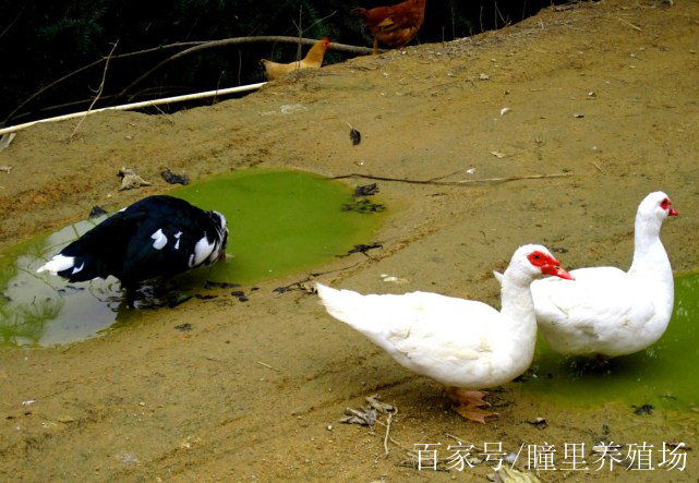 番鴨紅臉,香醇雁的四大養殖技術,香醇雁長得好紅臉快的方法