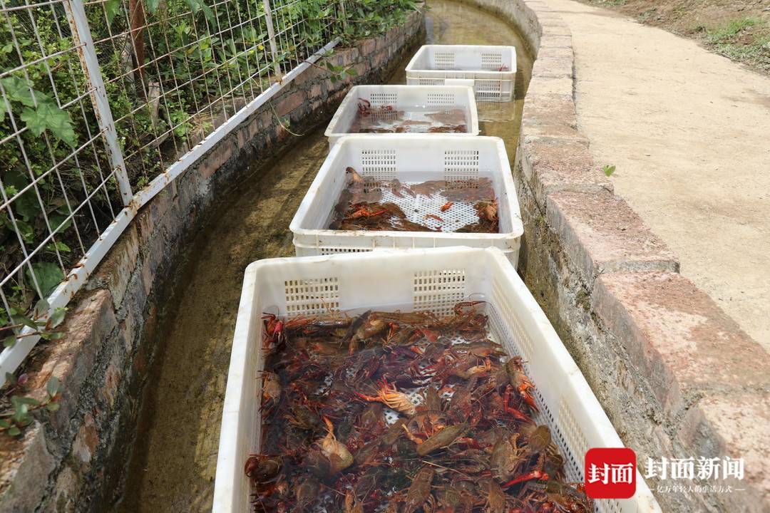 小康圆梦|养殖高山冷水小龙虾 四川泸州古蔺大村镇的村里有了观光客