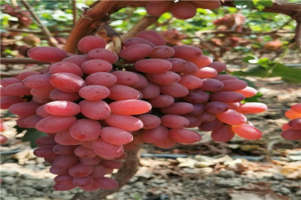 水晶葡萄苗枝条粗壮直立 强旺 颗粒大分枝多 丰产