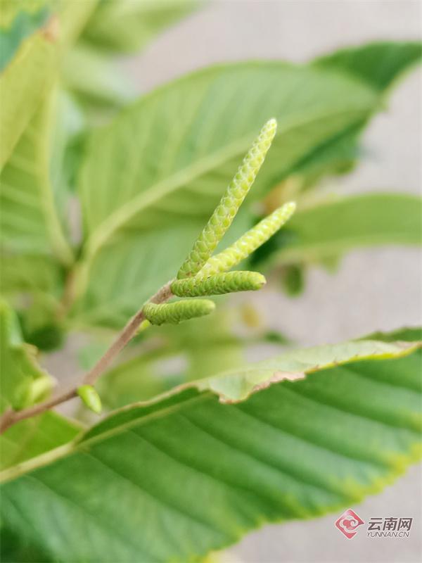昆明世博园内普陀鹅耳枥20年来首次开花结果